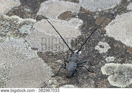 Male Of Longhorn Beetle, Morinus Asper, On Tree Bark With Lichens.