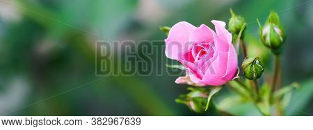Soft Pink Rose Bonica With Buds In The Garden. Perfect For Background Of Greeting Cards For Birthday