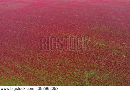 Red blooming crimson clover field (Trifolium incarnatum) from above