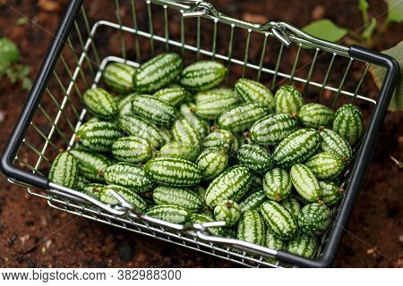 Cucamelon, Melothria Scabra Or Mousemelon, Mexican Fruit Freshly Harvested In Mesh Basket In Summer 