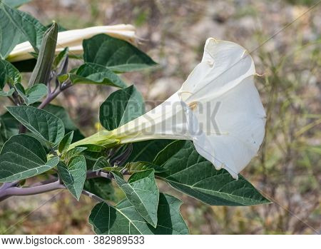 White Flowering Plants Growing In The Countryside