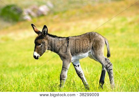 Baby Burro