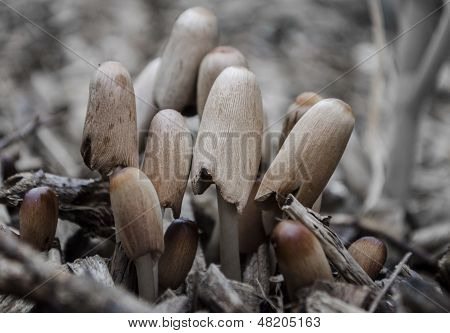 ink cap mushroom (Coprinopsis atramentaria)