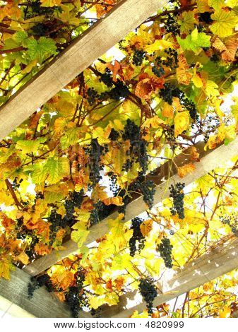 แขวน Grapevines