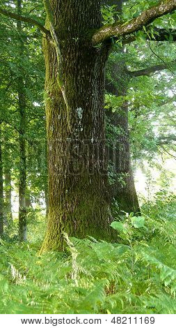 Pohled na lesní mlha v oak forest během hodiny svítání - zlatý