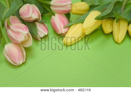 Tulipány