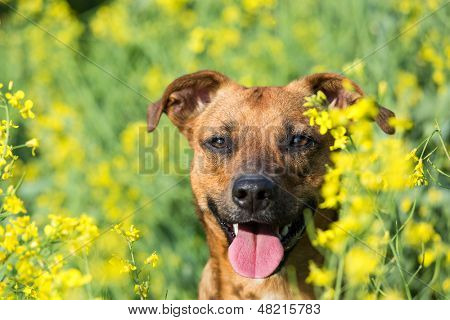 Piccolo cane felice per la colza.