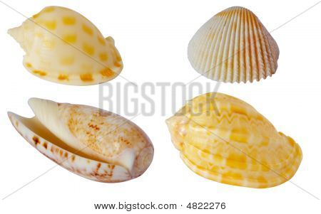 Conchiglie