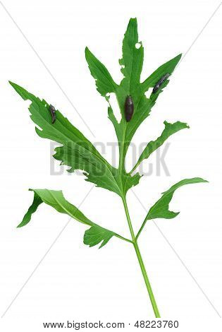 Danni lumaca di Rudbeckia laciniata foglia