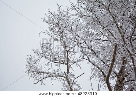 Weiße und schwarze Winter Baum