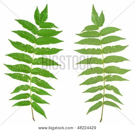 Hoja del árbol de sumac atacada por escarabajos pulga Alticiny