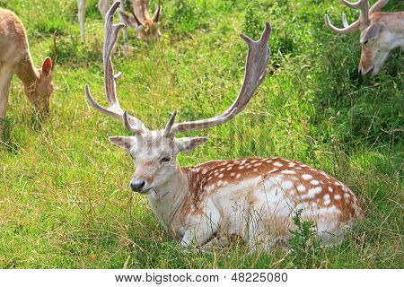 Fallow Deer