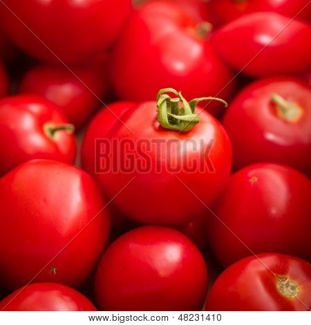 Red Tomatoes