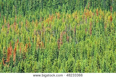Pine Beetle danneggiato foresta