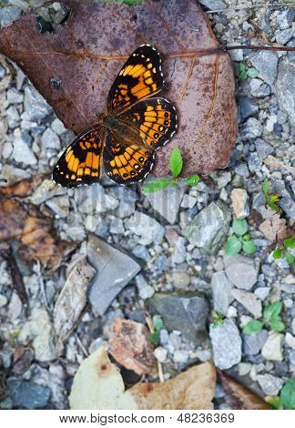 Checkerspot kelebek