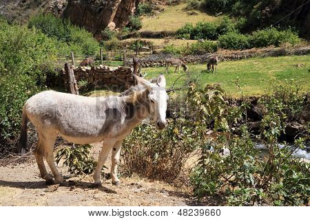 Esel in Cordiliera Huayhuash, Laguna Jahuacocha, Peru, Südamerika