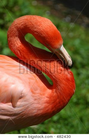 Flamingo 1