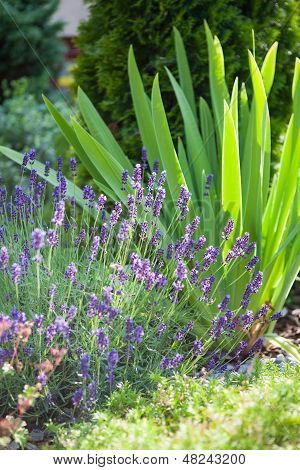 Frisk lavendel planter