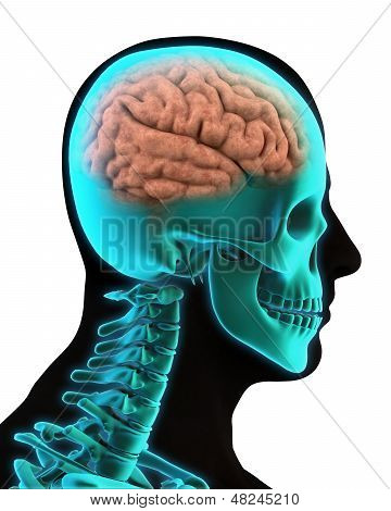 人間の脳の解剖学
