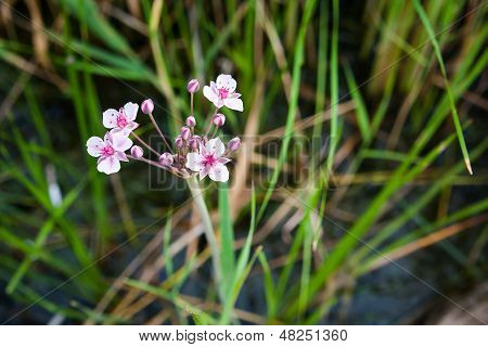 Fiume di fiori rosa e bianco