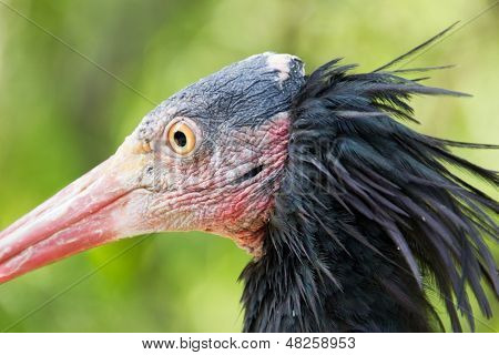Næroptagelse af eremit Ibis
