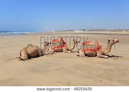 Camellos en la playa en Marruecos