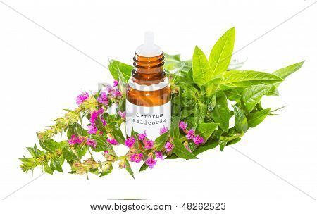 น้ำมันหอมระเหยจากพืช Salicaria Lythrum