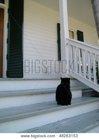 CAT ON STEPS