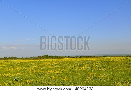 노란 유채 씨앗 초원