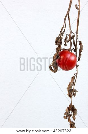 Tomate na filial moribundo