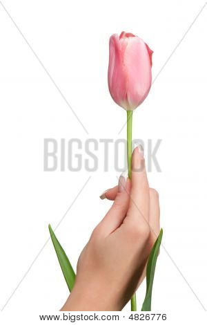 Main tenant la tulipe