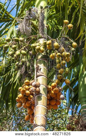 Bunch berry on a palm tree in Thailand