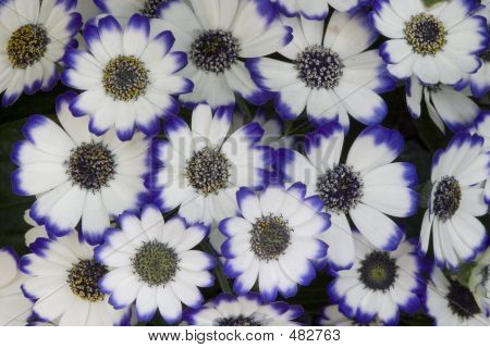 Hvid og blå blomster