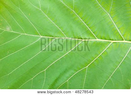 Teak wood Leaf
