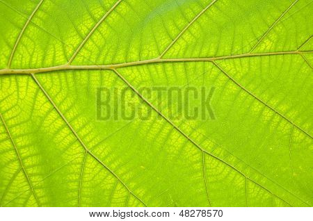 Teakwood Leaf