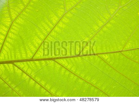 Teak wood Leaf