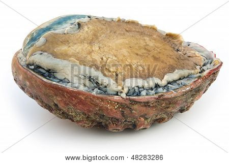 Side View gigant størrelse rå Abalone på hvid