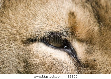 En Lion's Eye