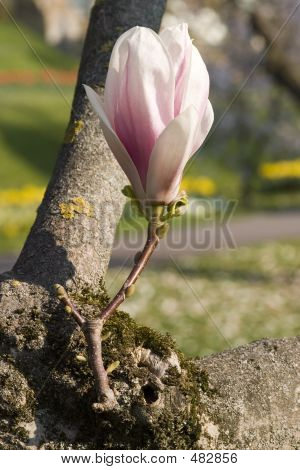 Magnolia Blossom