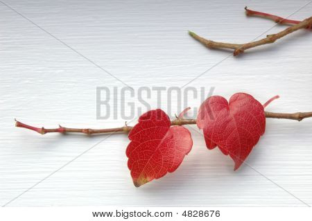 Naturliga kärlek blad