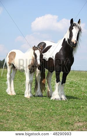 Nice Irish Cob Mare With Foal