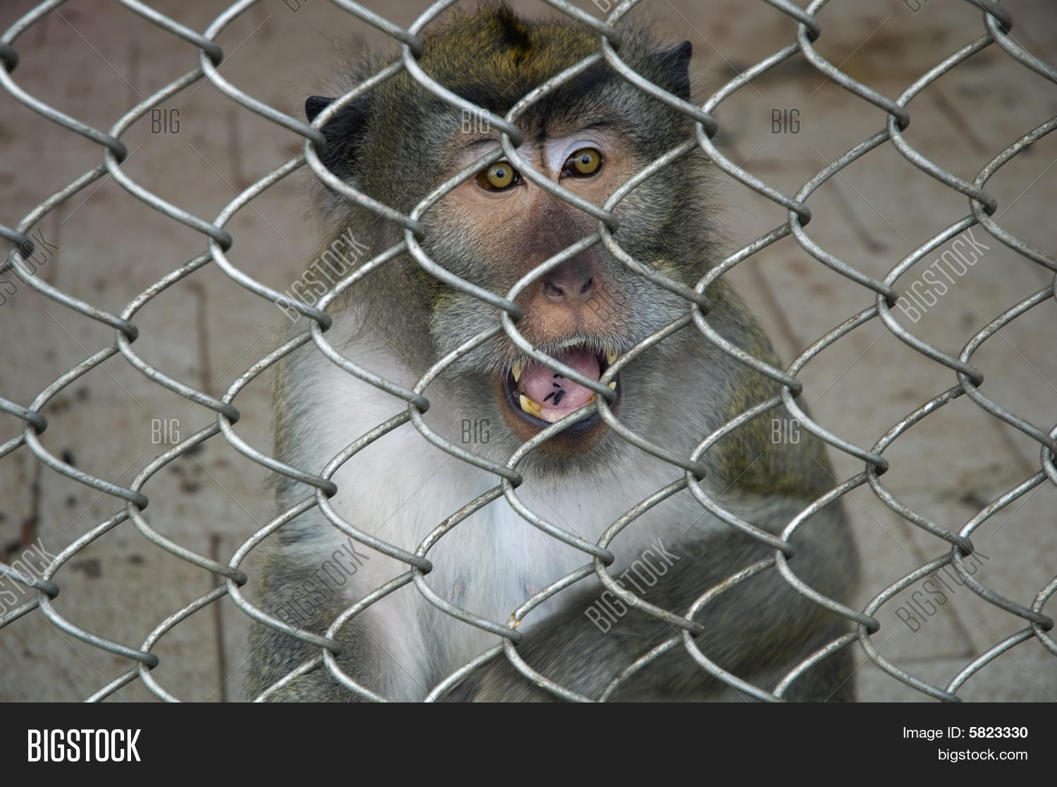 26 best ideas for coloring Monkey In A Cage