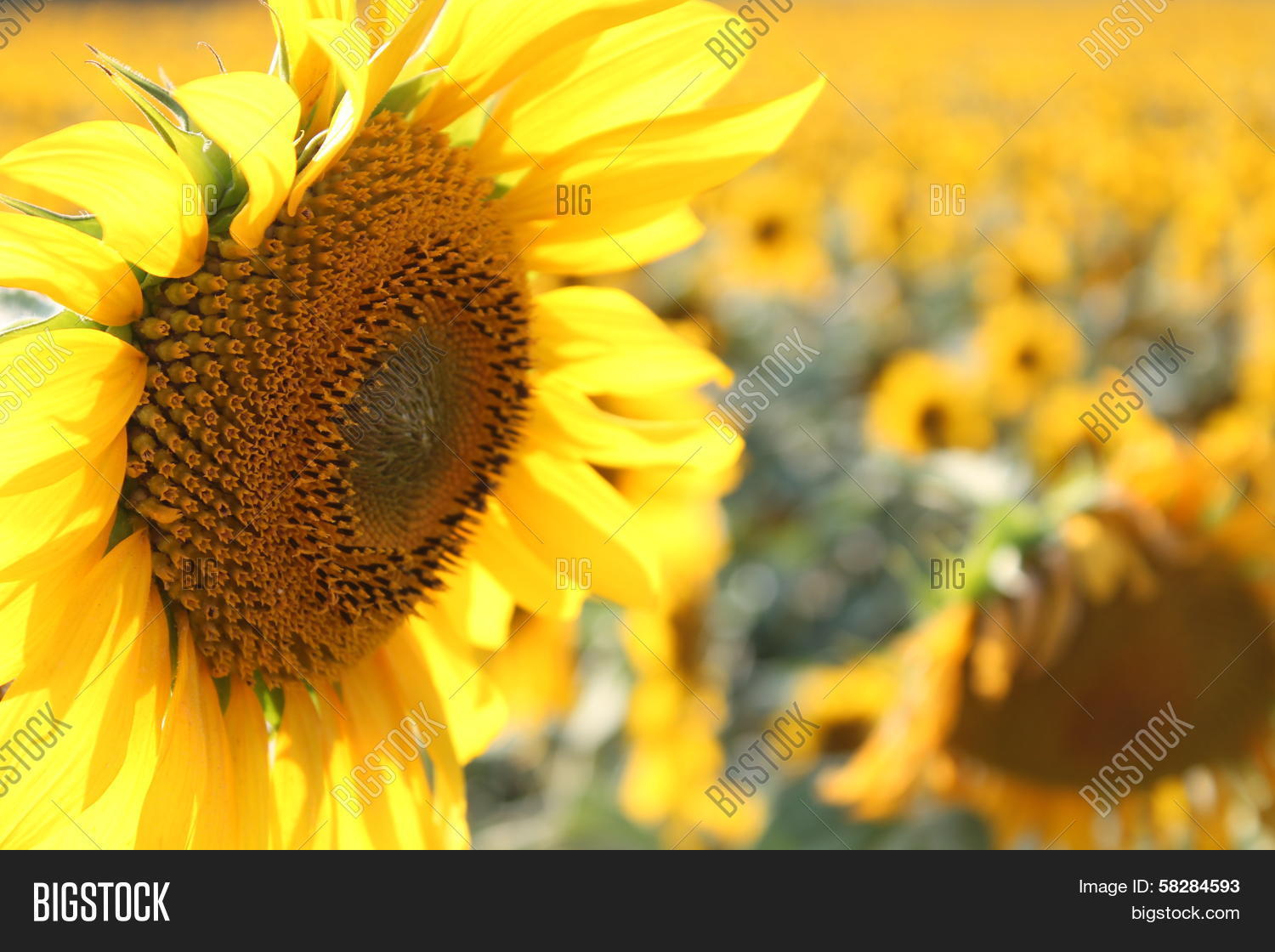 Sad Sunflower Near Image & Photo (Free Trial) Bigstock