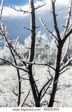 Blurred Winter Landscape Seen Thorugh Iced-covered Branches
