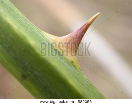 Thorn