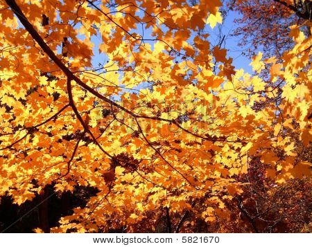 Herfst kleuren