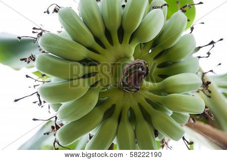 BananaTree