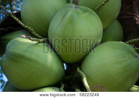 Coconuts