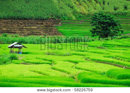 Cottage Terrace rice fields in Mae Chaem District Chiang Mai, Thailand