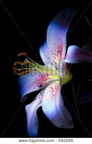 Lily
